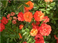 d460c077-Picture 303.jpg